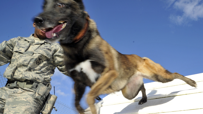 Illustration for article titled 26 Awesome Photos of War Dogs Showing How Badass and Cute They Can Be